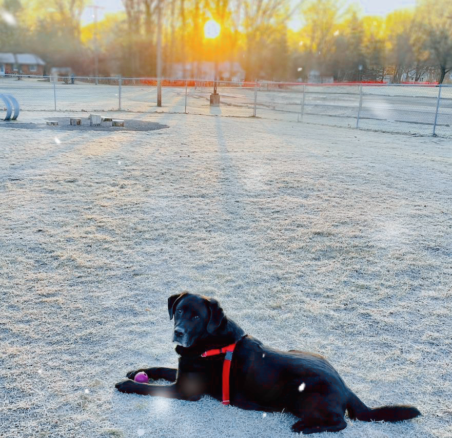 A black labrador with a white muzzle and a red harness lays in a field of snow. He has an orange ball between his front paws, and the winter sun is setting behind him. 