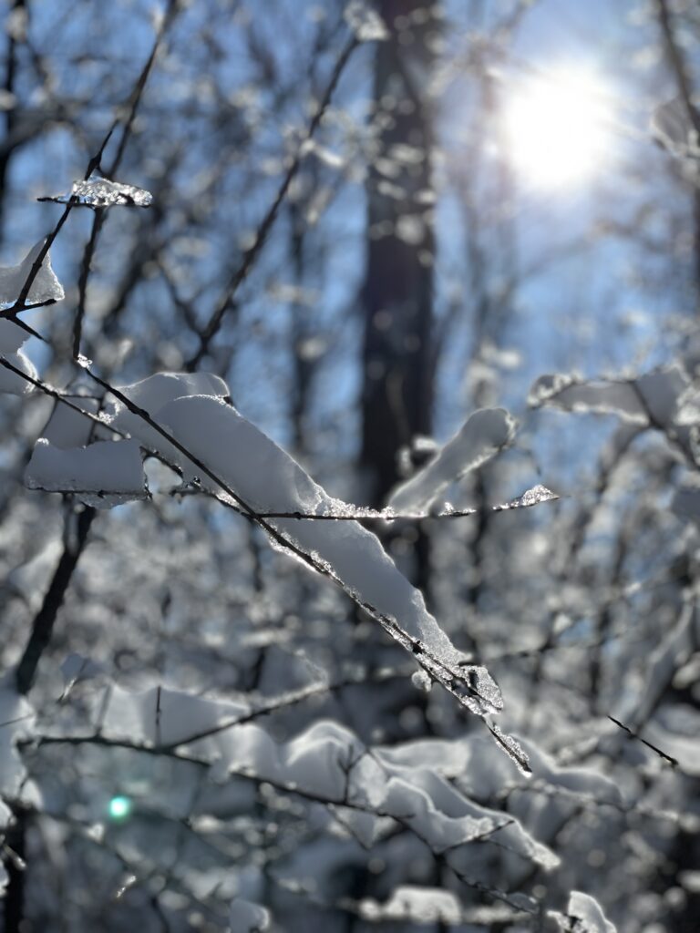A close up of thick snow blanketing small tree branches, with a background of blurry sunshine and tall trees. 